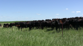 Brown’s Ranch cattle. 