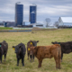 Calves and silos on Pennsylvania farm