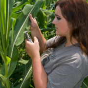 student with testing equipment in cornfield