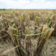 rice plants