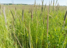 mixed cover crop growing in a field
