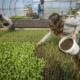 two farmers apply compost to seedling crops in a hoop house