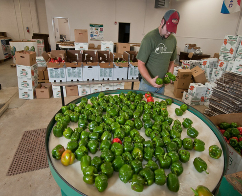 man at a table of green peppers