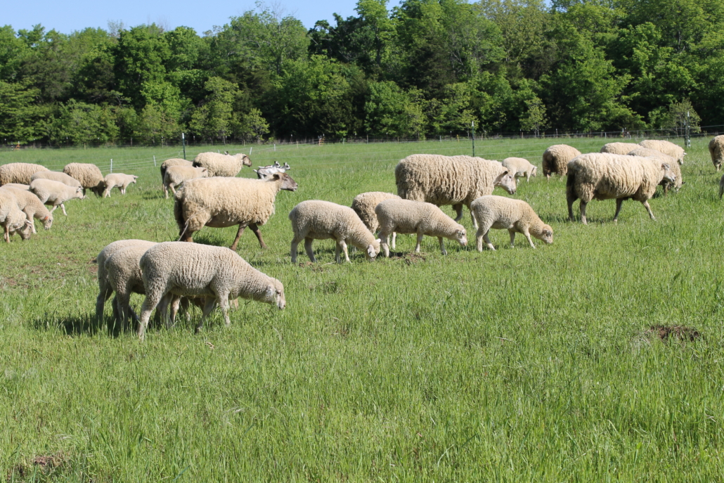 Gran grupo de ovejas pastando