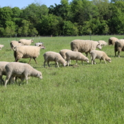 Big group of sheep grazing