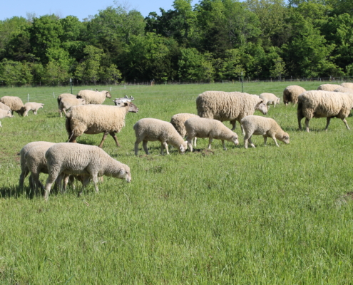 Big group of sheep grazing