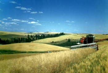 Vista de una cosechadora en un paisaje cosechando colza para obtener aceite