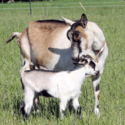Mama goat kissing baby