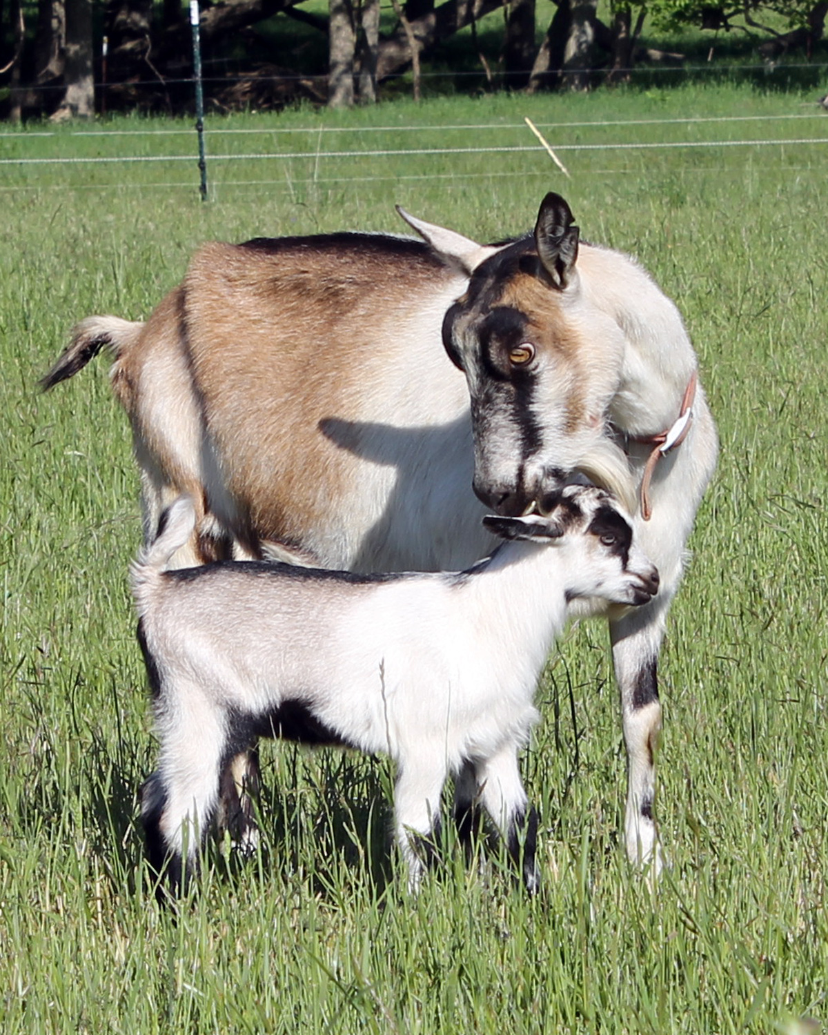 Mama goat kissing baby