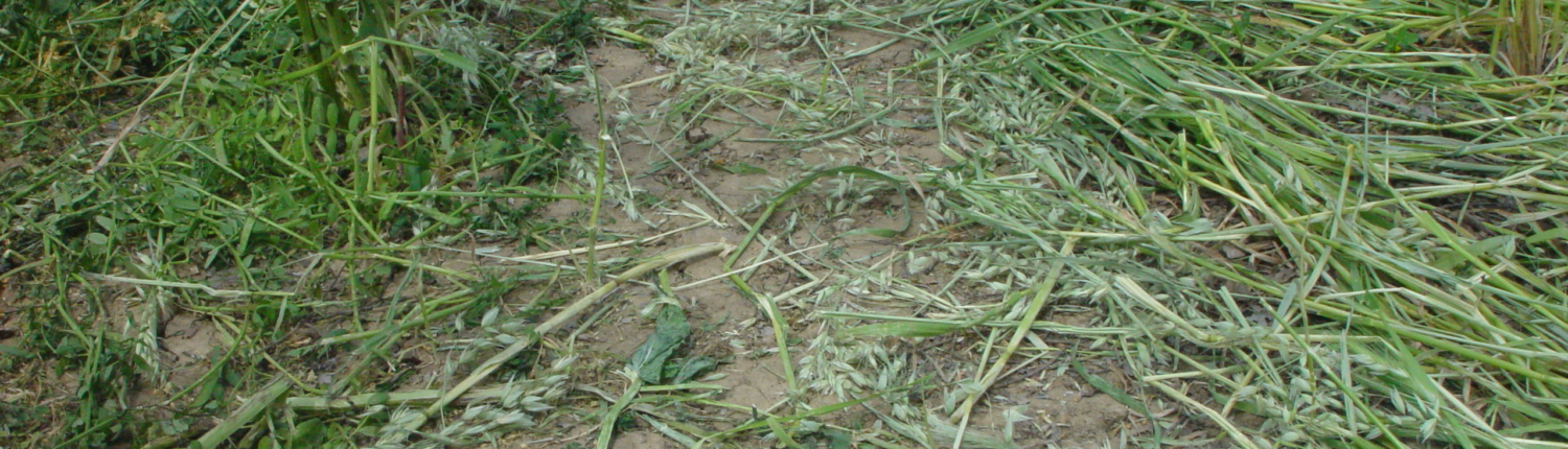 Sheep manure in a cover cropped walnut alley. This farmer stopped grazing sheep in their walnut orchard due to the potential risk (and liability) of contamination by pathogens from undecomposed manure contacting walnuts during harvest.