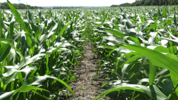 A field of no-till corn with no fertilizer or herbicide.