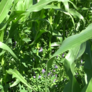 No-till corn underseeded with hairy vetch.