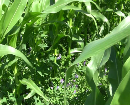 No-till corn underseeded with hairy vetch.