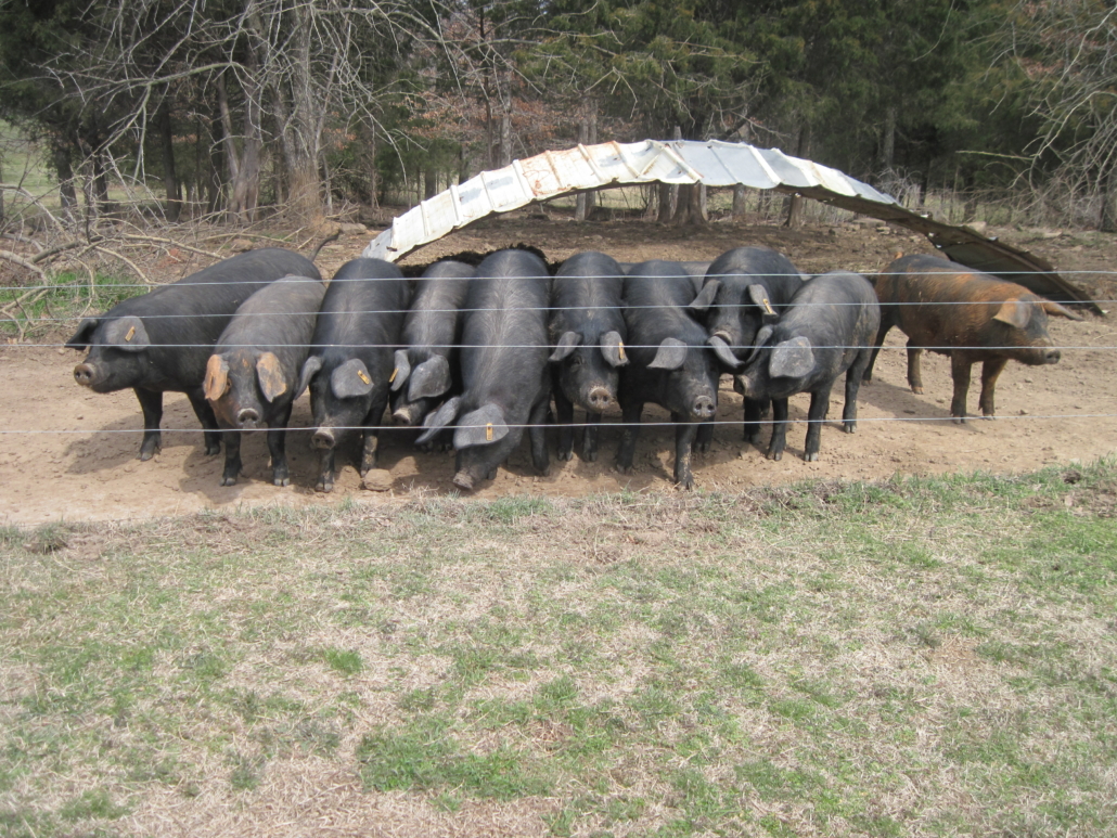 Piglets in line at Prater Farm