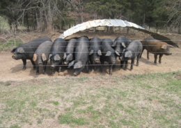 Piglets in line at Prater Farm