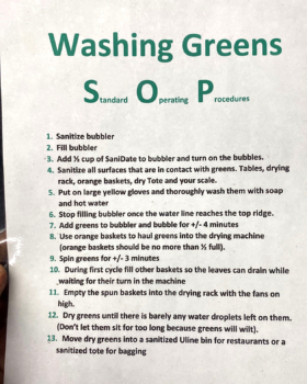 Sample SOP for washing greens