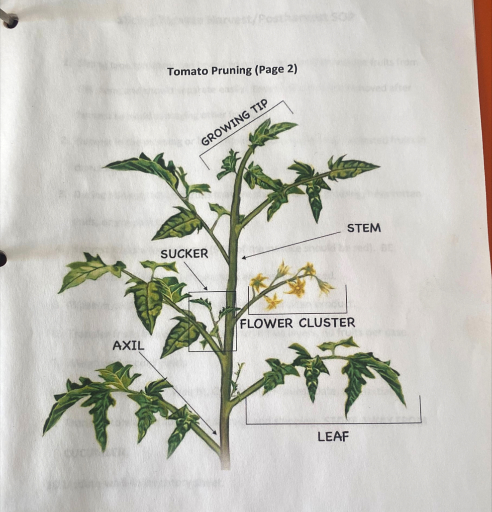 SOP for tomato pruning page 2