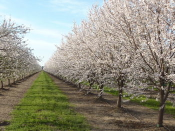 almond trees in bloom