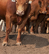 Beef cattle in a feedlot at Clay Center, Nebraska