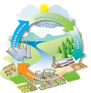 Ilustración del ciclo del carbono