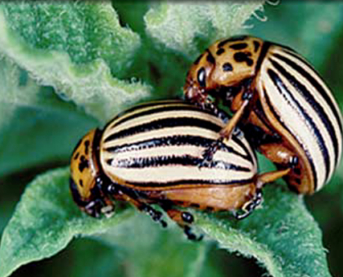 closeup of Colorado Potato Beetles