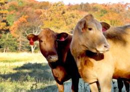Cow and calf on a holistic farm