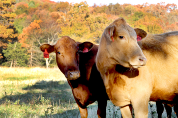 Vaca y ternero en una granja holística