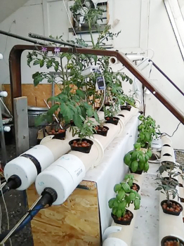  Various tomatoes and basil growing in the hydroponic system. 