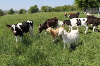 Vacas y cabras pastando en el mismo pasto