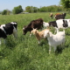 Cows and goats grazing the same pasture