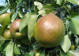 organic Magness pears with leaves on tree