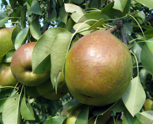 organic magness pears
