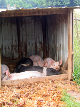 pigs in shelter