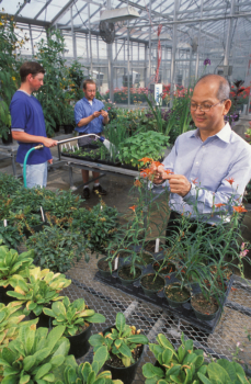men tending transplants in a greenhouse