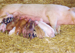 a lactating sow with piglets