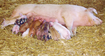 a lactating sow with piglets