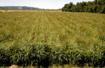 a field of switchgrass