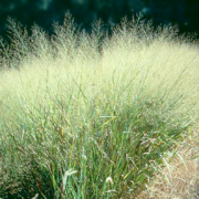 up close view of switchgrass
