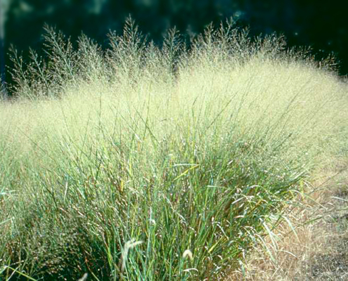 up close view of switchgrass