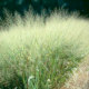 up close view of switchgrass