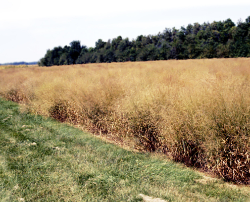switchgrass on the bordering a crop field