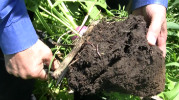 A deep-tap-rooted turnip from the forage cover crop