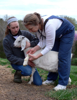 Vet working with a goat