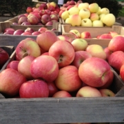 Crates of different types of apples.