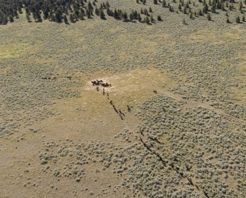 aerial photo of cattle on rangeland moving to watering trough