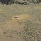 aerial photo of cattle on rangeland moving to watering trough