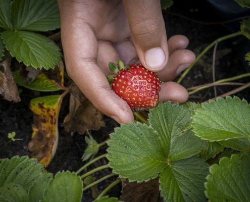 hand holding strawberry among strawberry leaves