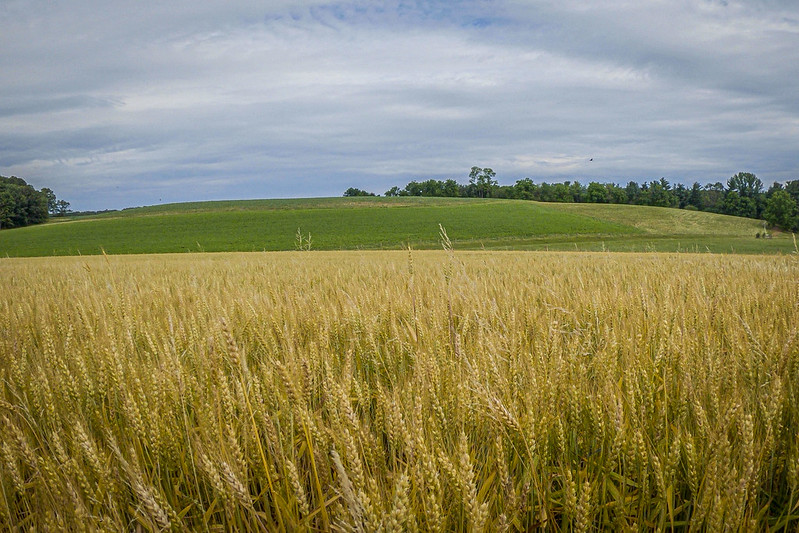 Grain field in foreground with pasture and forest behind.