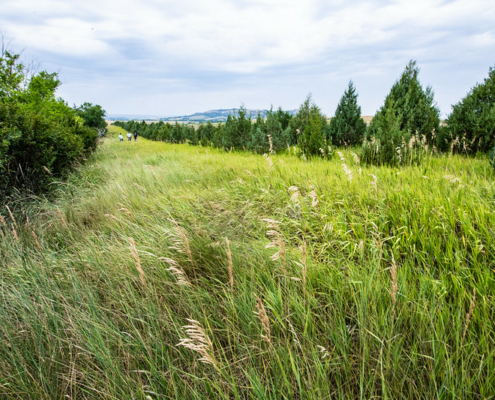Three people walking in grass between rows of trees in a windbreak in Nebraska