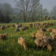 shepherd and flock of sheep in New York pasture with trees in background